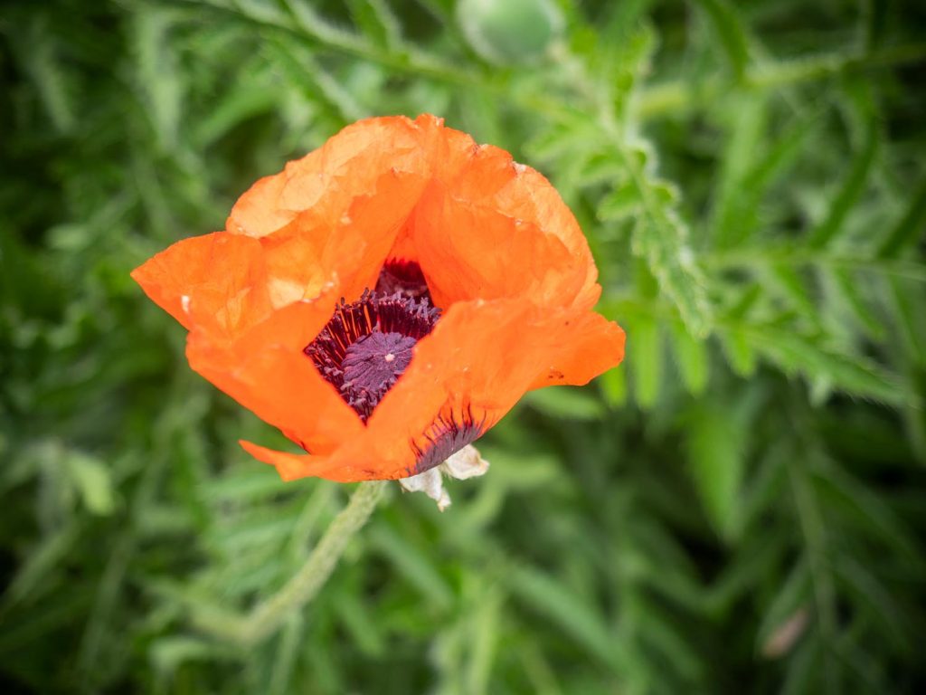 Türkischer Mohn