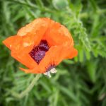 Türkischer Mohn