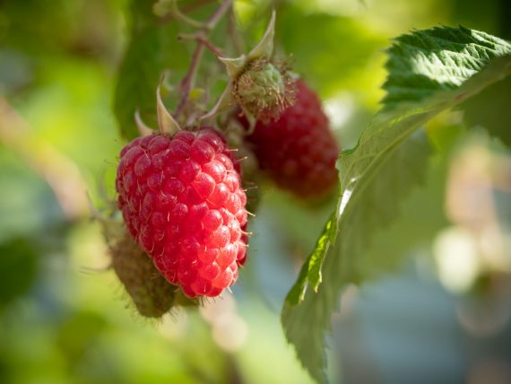 Die ersten Himbeeren werden reif!