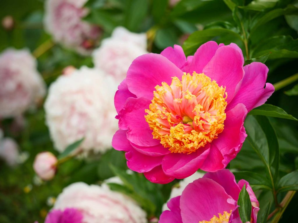 Pfingstrose-Paeonia-2020