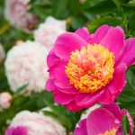 Pfingstrose-Paeonia-2020