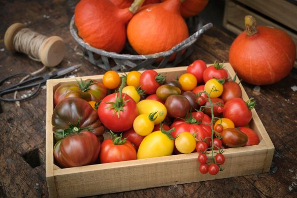 Paradeiser-Tomaten-viele-Sorten-Ernte-2020