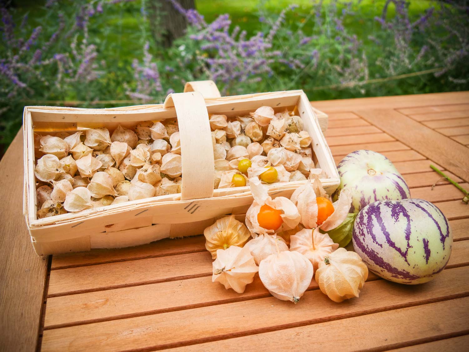 Andenbeere-Physalis-Melonenbirne-Pepino-Gartenjahr