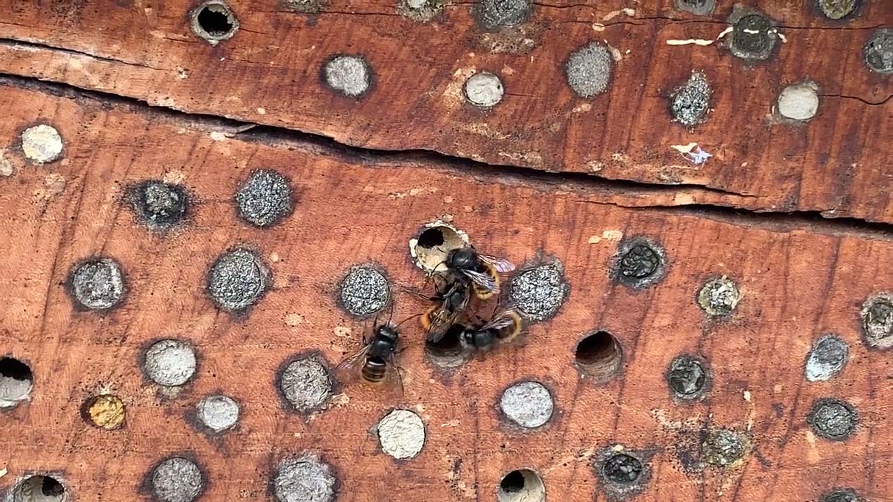 Wildbienen-März-Sonnenstrahlen