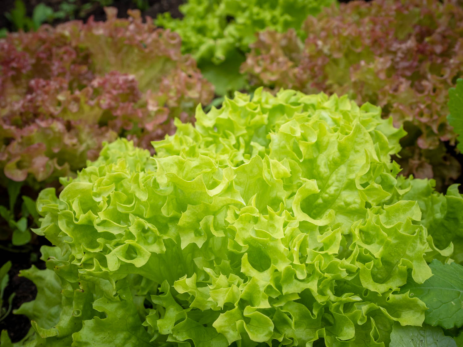 Hochbeet Pflücksalat