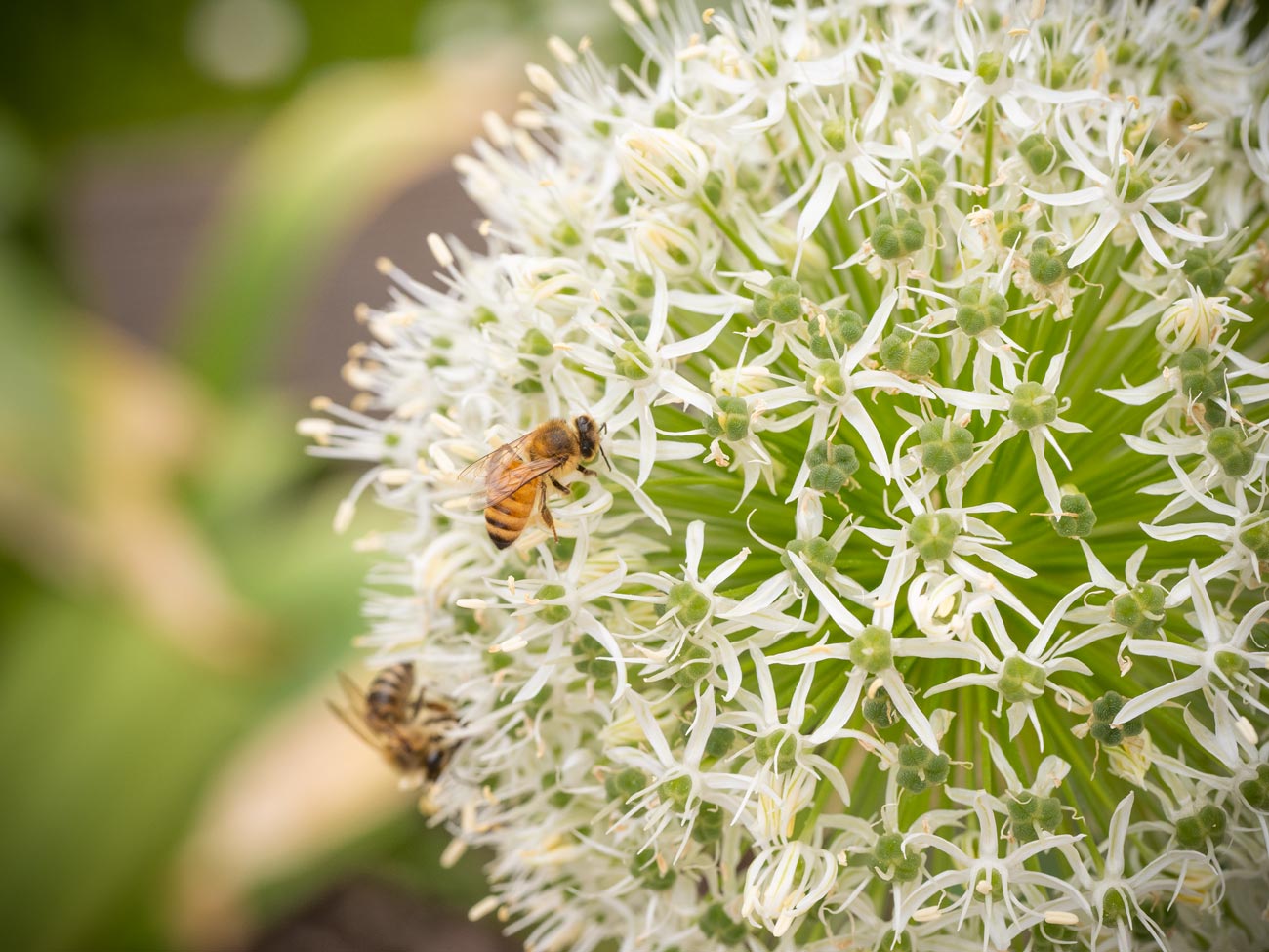 Zierlauch-Alium-Bienen_5290025-3