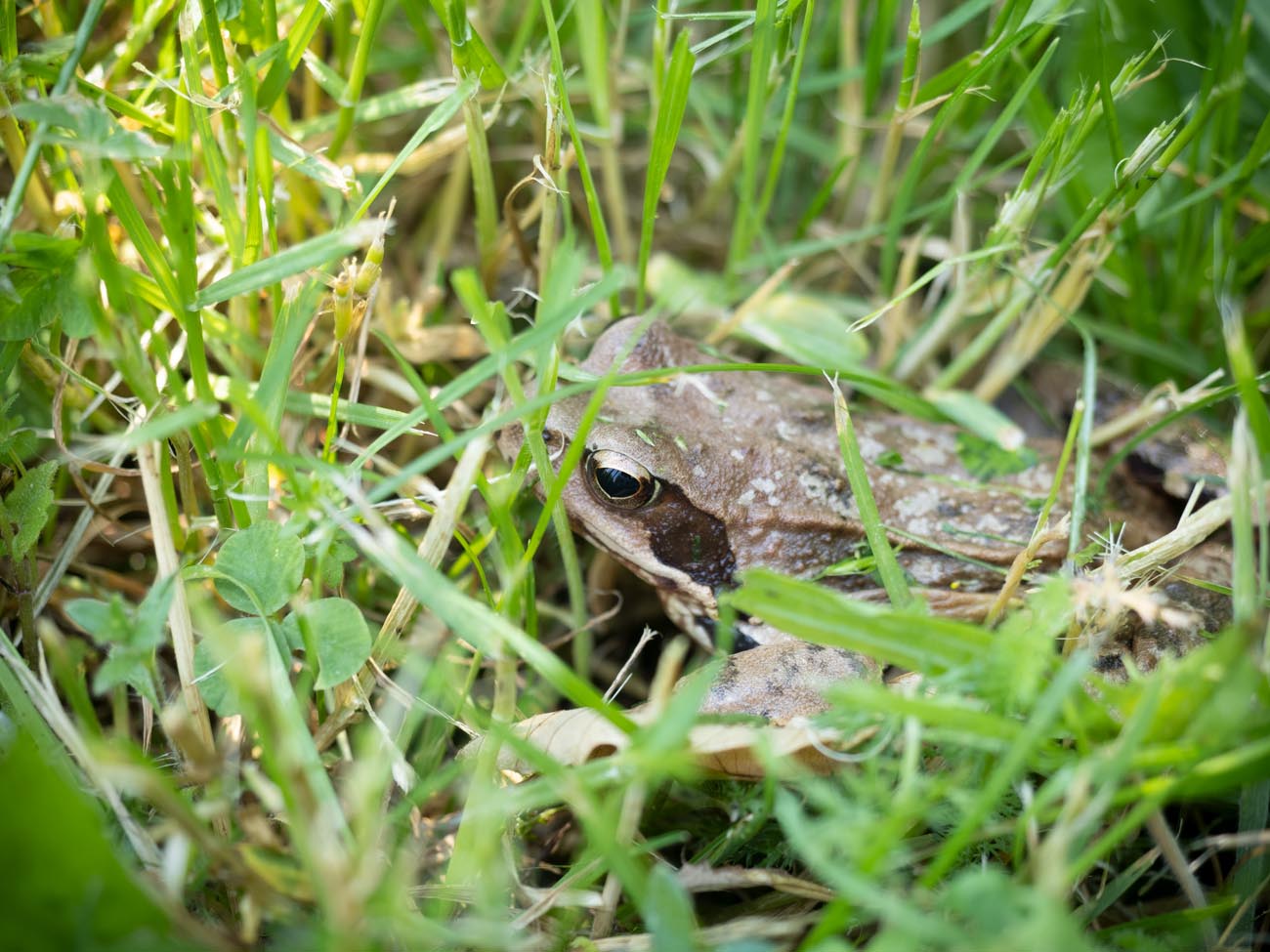 Frosch-im-Garten-2021