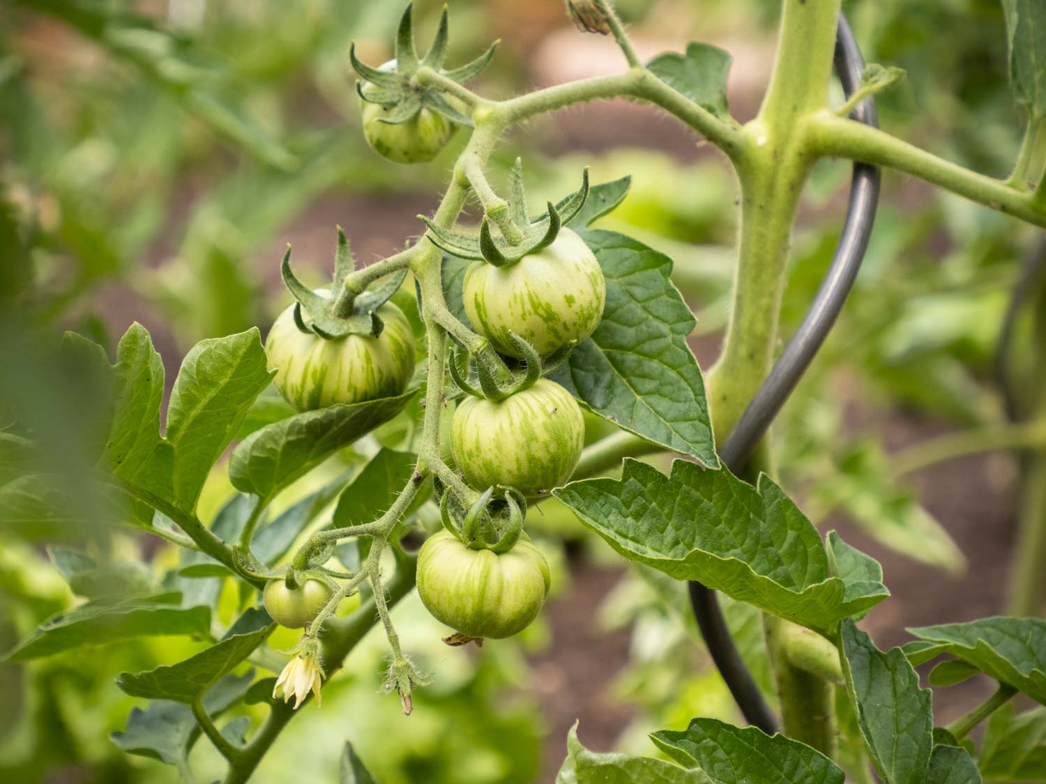 Paradeiser-Tomaten-Tigerella-Juli-2021-gruen_6270042