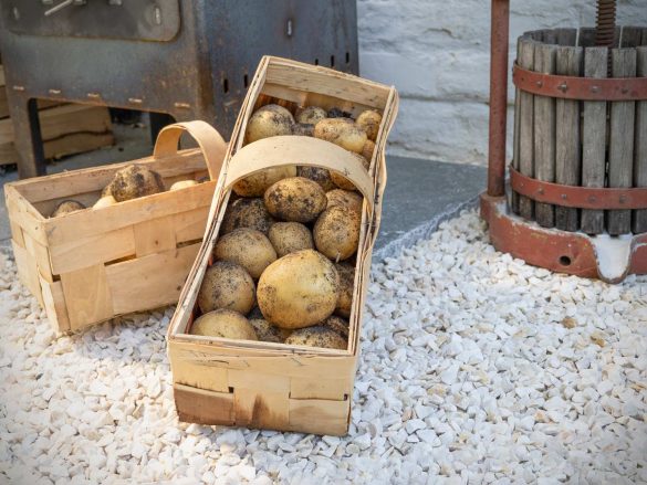 Erdäpfel-pflanzen-ernten-Kartoffeln-Belana-2021_8090234