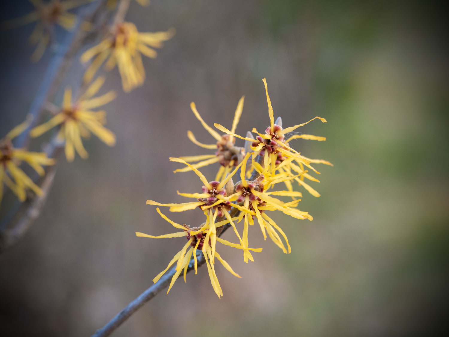 Zaubernuss-Hamamelis-blueht-03-2022_3180019