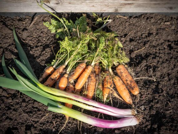 Grüße aus Gemüse: Karotten und Lauchzwiebel