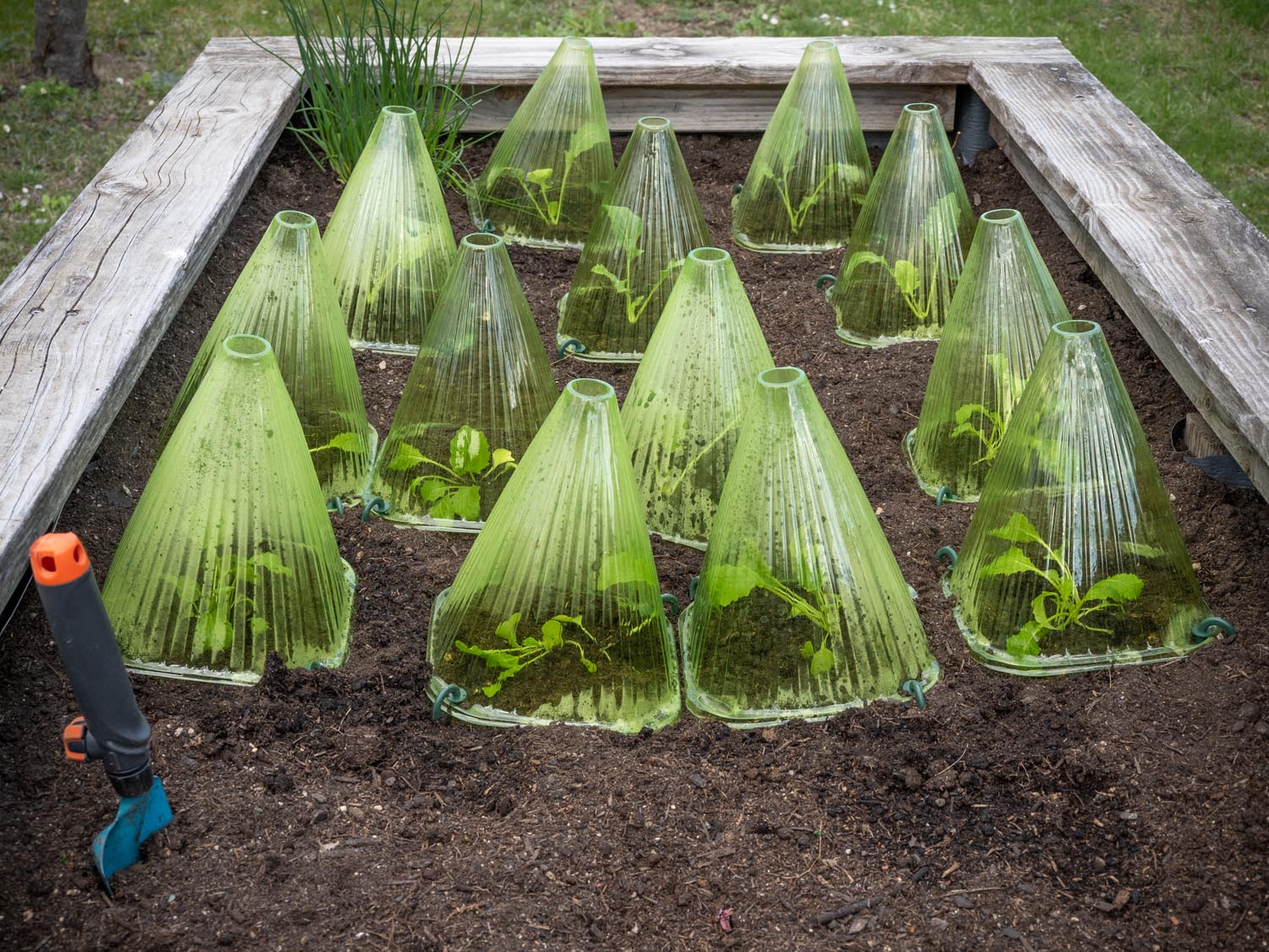 Plastikhütchen schützen die Pflanzen vor tiefen Temperaturen
