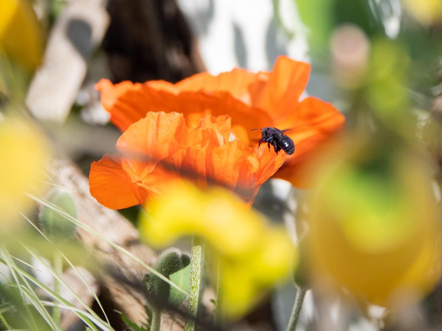 Holzbiene, Türkischer-Mohn