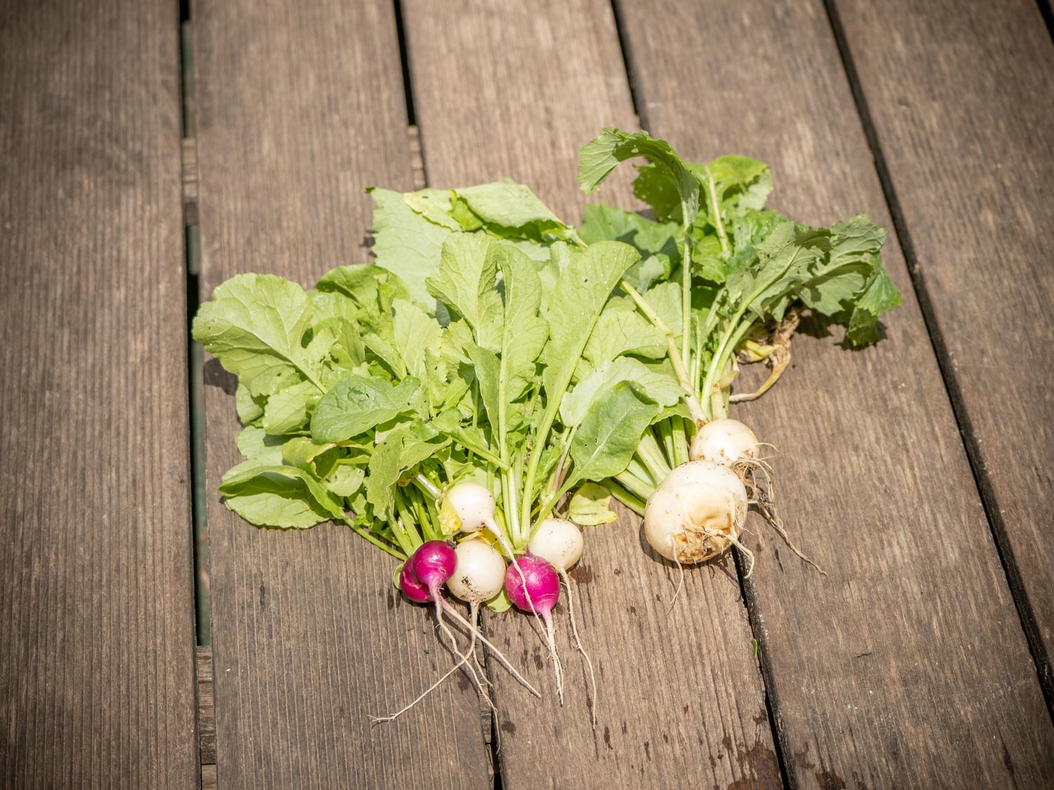 Mairübchen, Radieschen aus dem Hochbeet