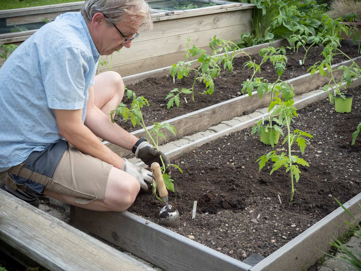 Paradeiser (Tomaten) werden ausgepflanzt