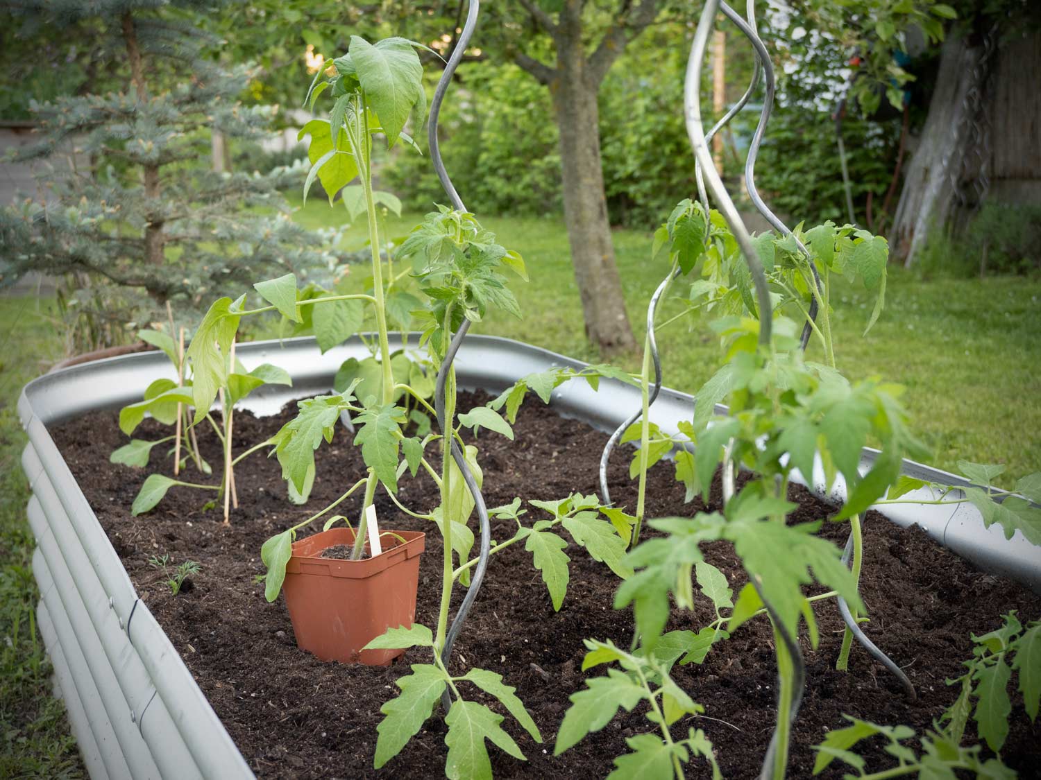 Paradeiser (Tomaten) werden ausgepflanzt