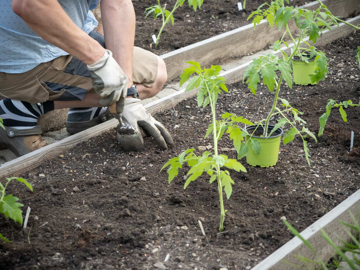 Paradeiser (Tomaten) werden ausgepflanzt