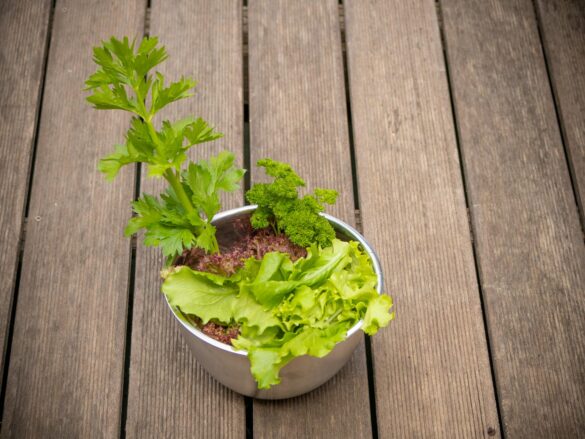 Pflücksalat, Stangensellerie, Petersilie aus dem Hochbeet