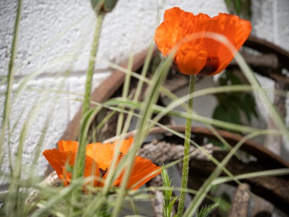 Türkischer-Mohn