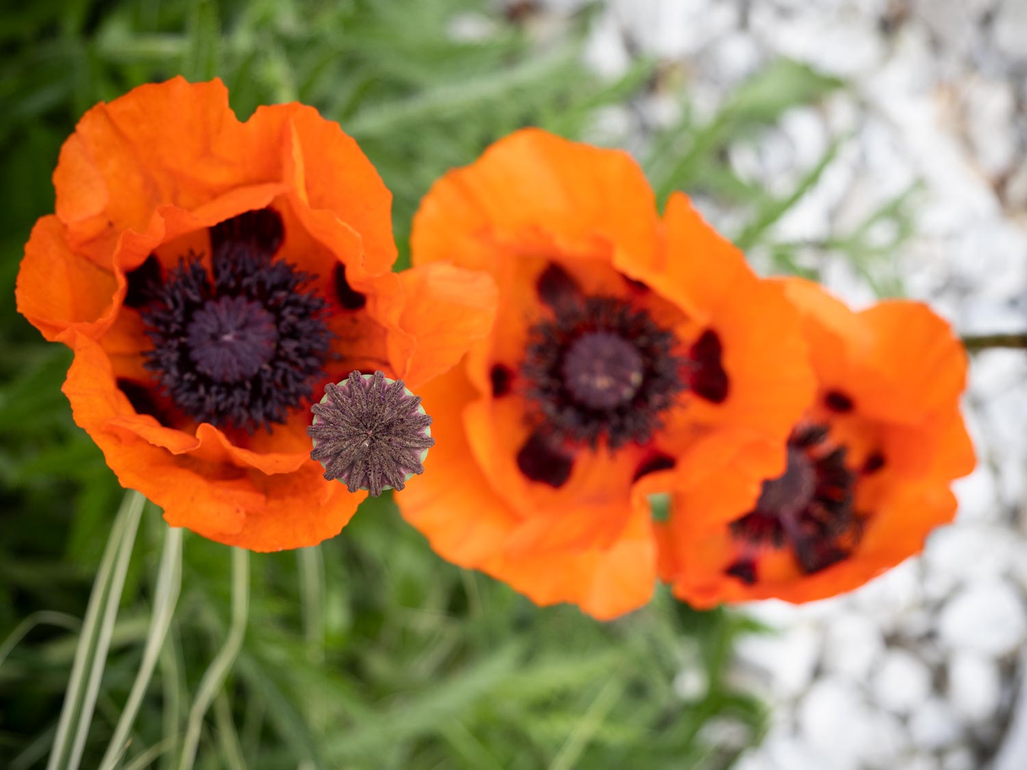 Türkischer-Mohn