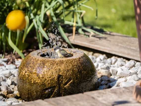 Kleiner Springbrunnen als Vogelbad