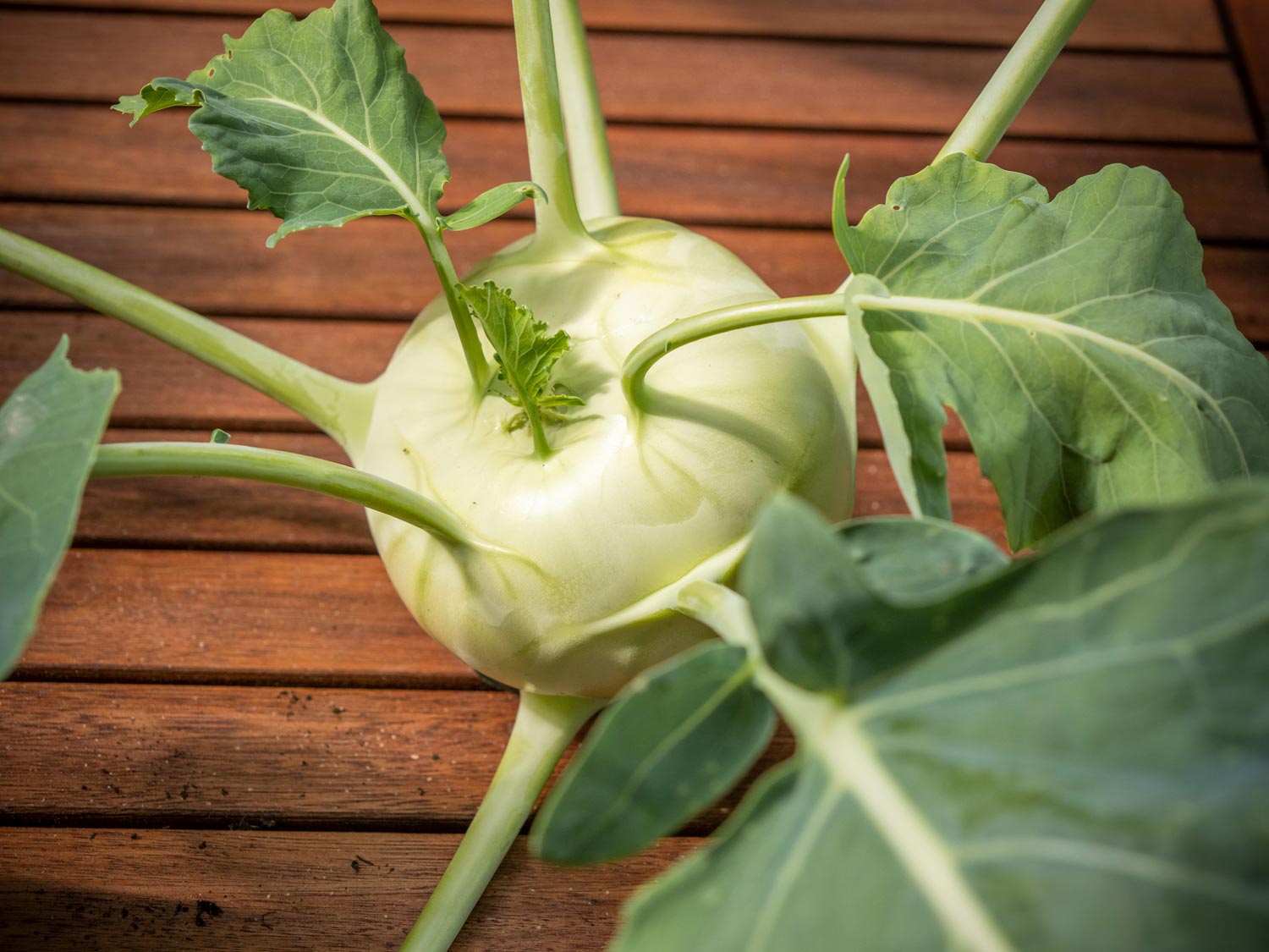 Kohlrabi aus dem Hochbeet (2022)