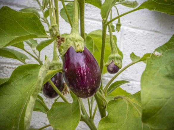 Melanzani (Aubergine) im Blumentopf