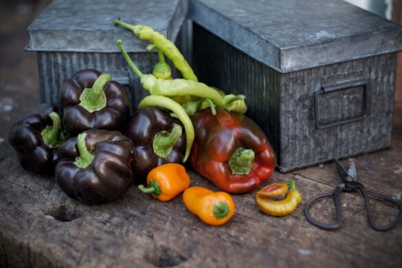 Paprika, 2022, Sommer-Ernte