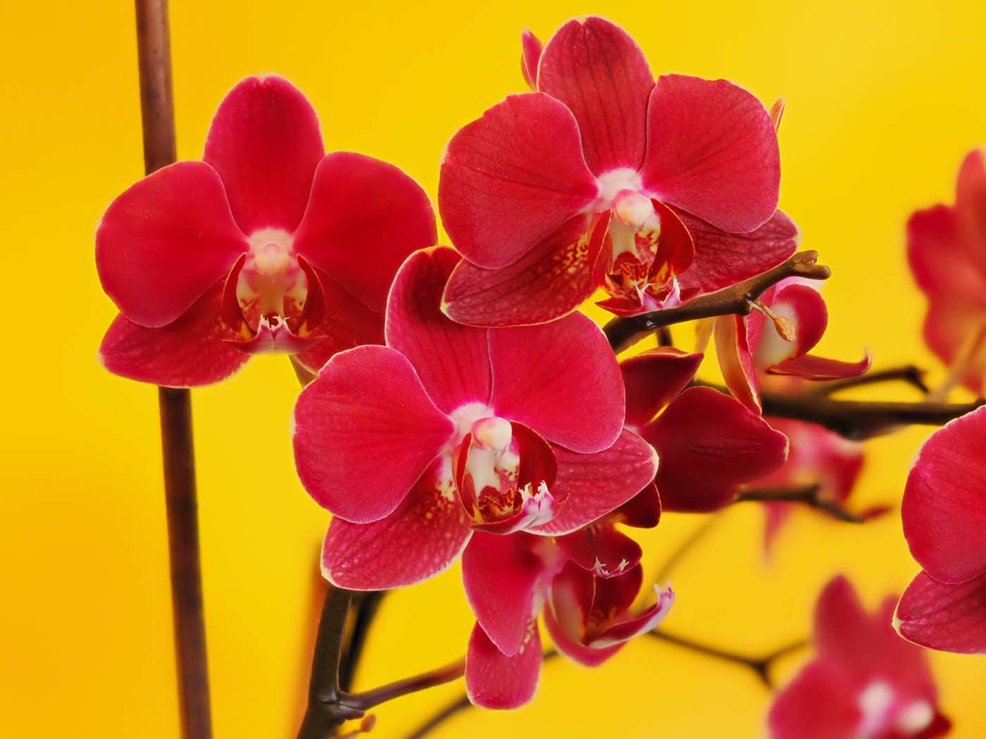 kleine Orchidee blüht im Winter 2022