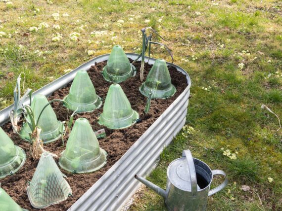 Erste Aussaat: Saatbänder und Pflücksalat ins Hochbeet gepflanzt