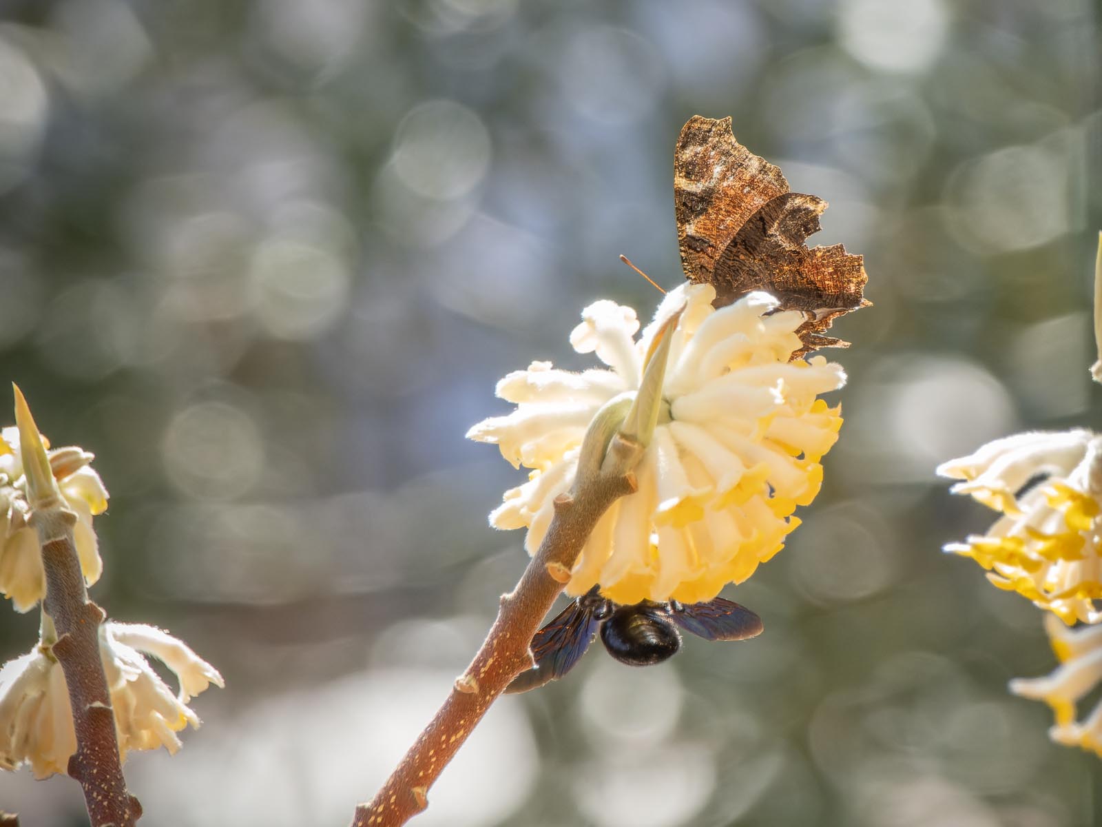 Holzbiene und Schmetterling, Japanischer Papierstrauch
