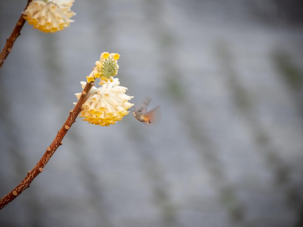 Taubenschwänzchen