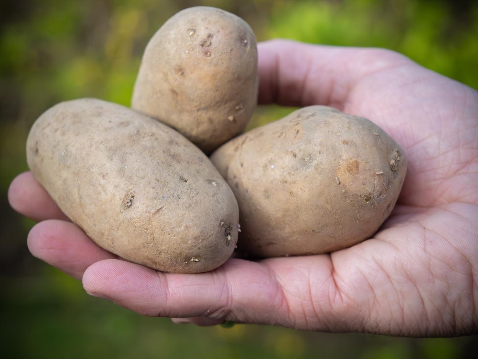 Kartoffel-Erdäpfel-anbauen-April-2023