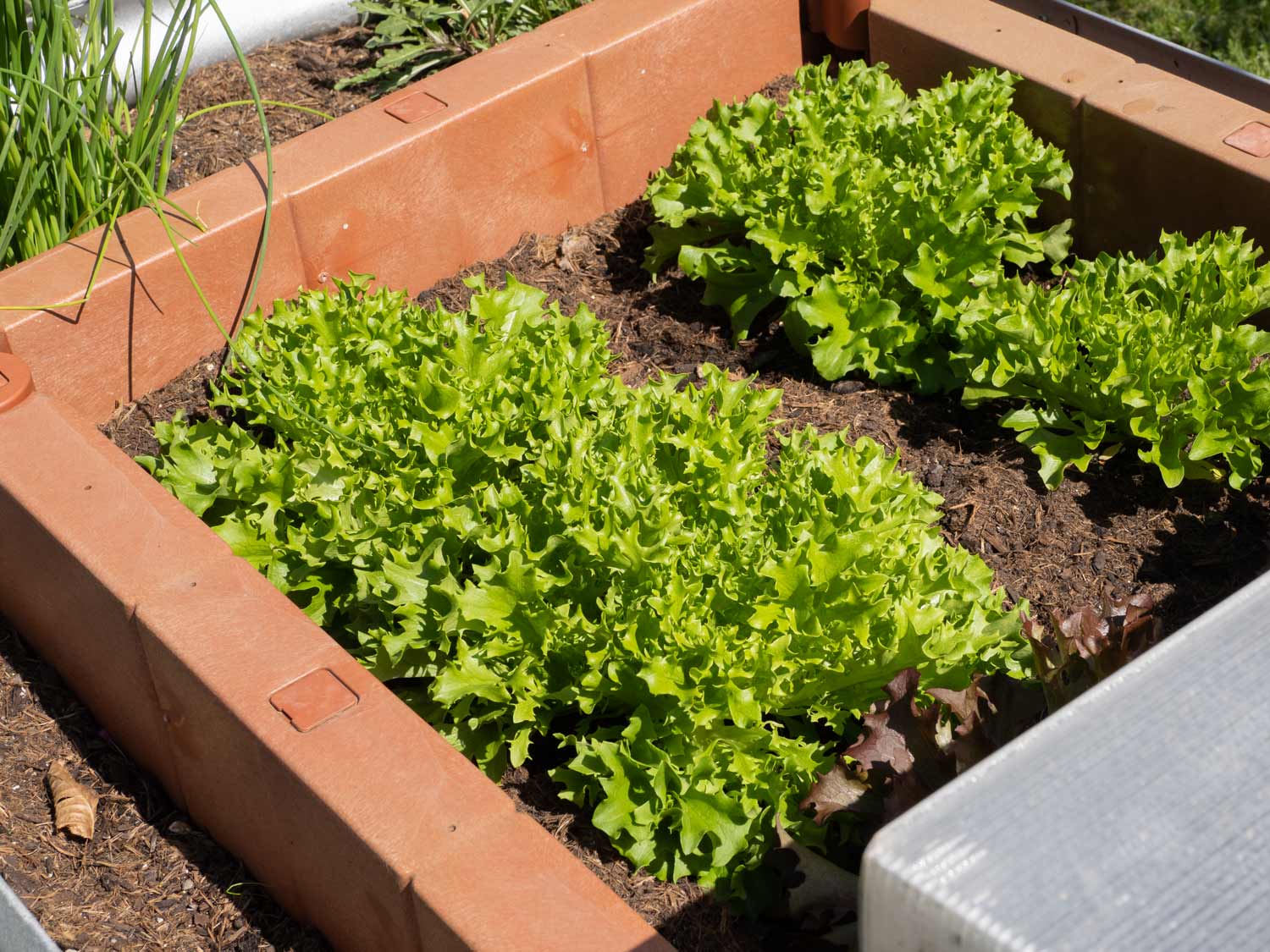 Pflücksalat-Lollo-Bianco-Rosso-Ernte-April-Hochbeet-