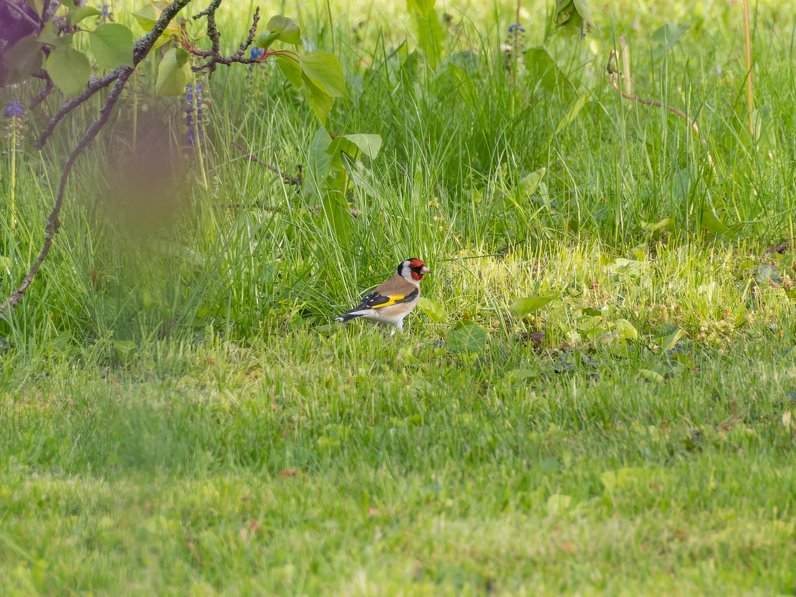 Stieglitz im Garten