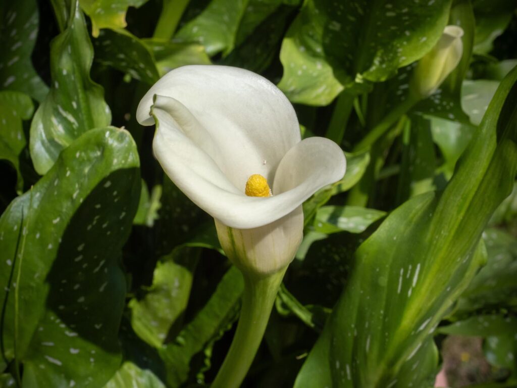 Calla