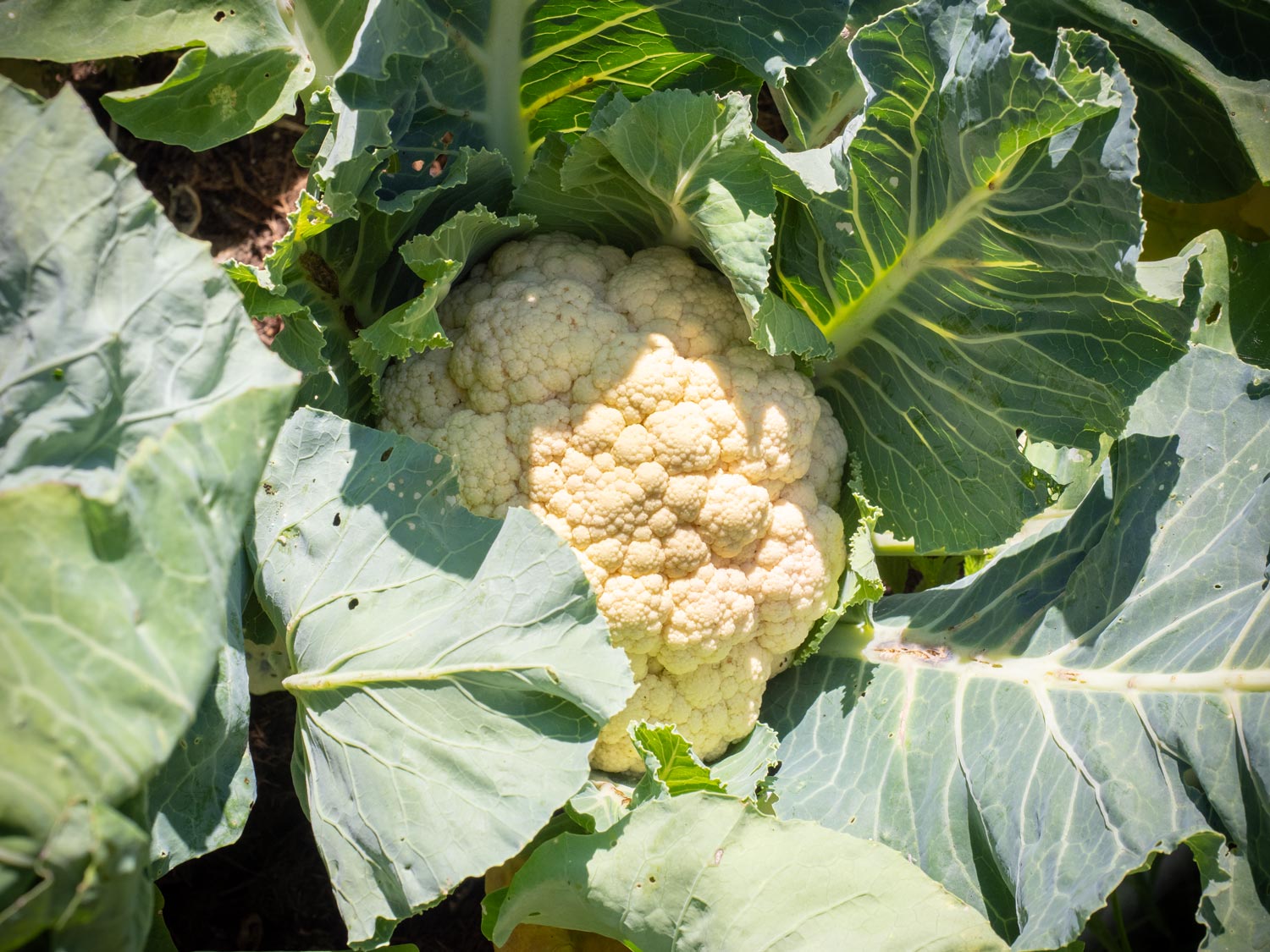 Karfiol (Blumenkohl) ernten aus dem Hochbeet im Juni 2023