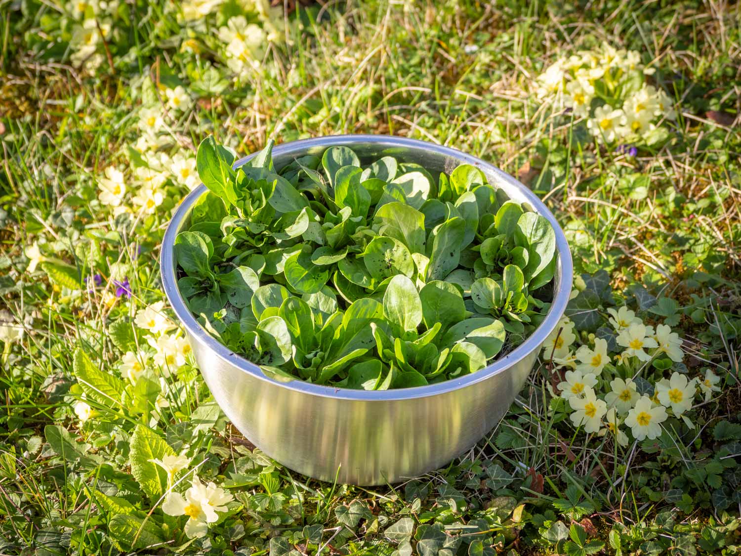 Vogerlsalat ernten, Fedsalat mit dem Saatband anbauen