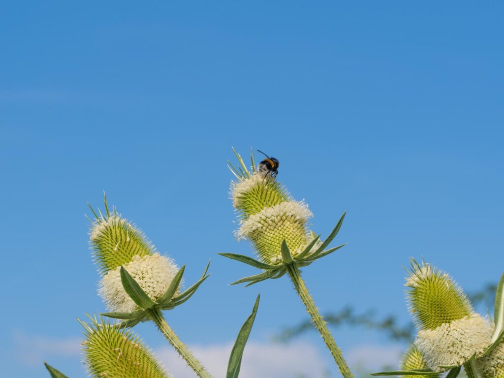 Wilde Karde gut für Insekten