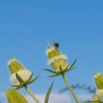 Wilde Karde gut für Insekten