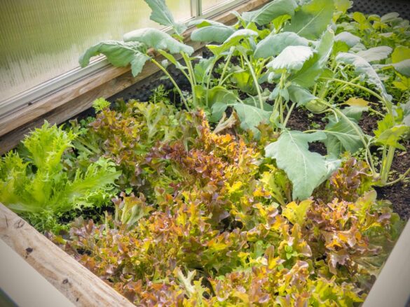 Salat-Kohlrabi-Hochbeet