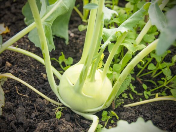 Salat-Kohlrabi-Hochbeet-04