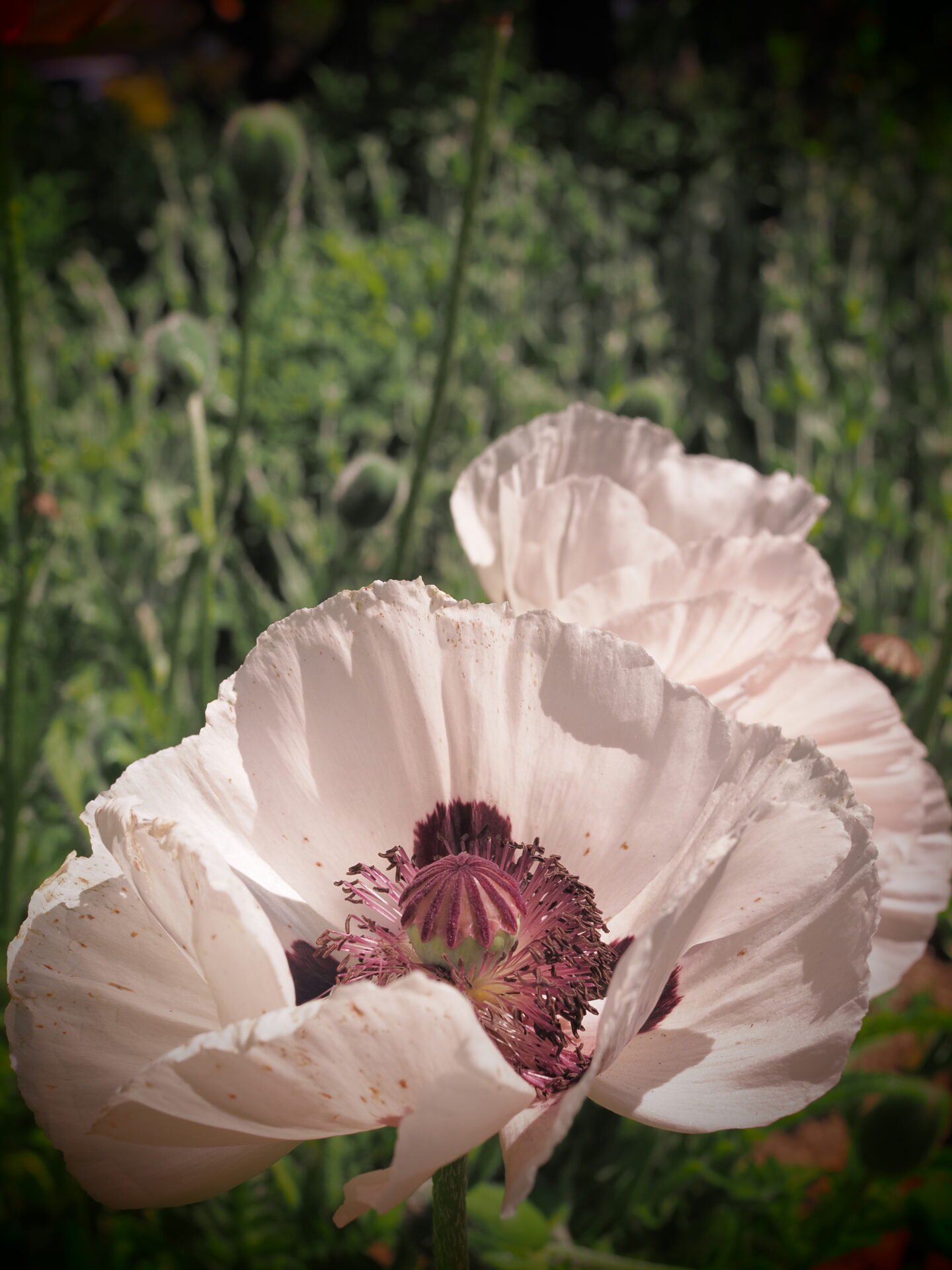 Türkischer Mohn Türkischer Mohn