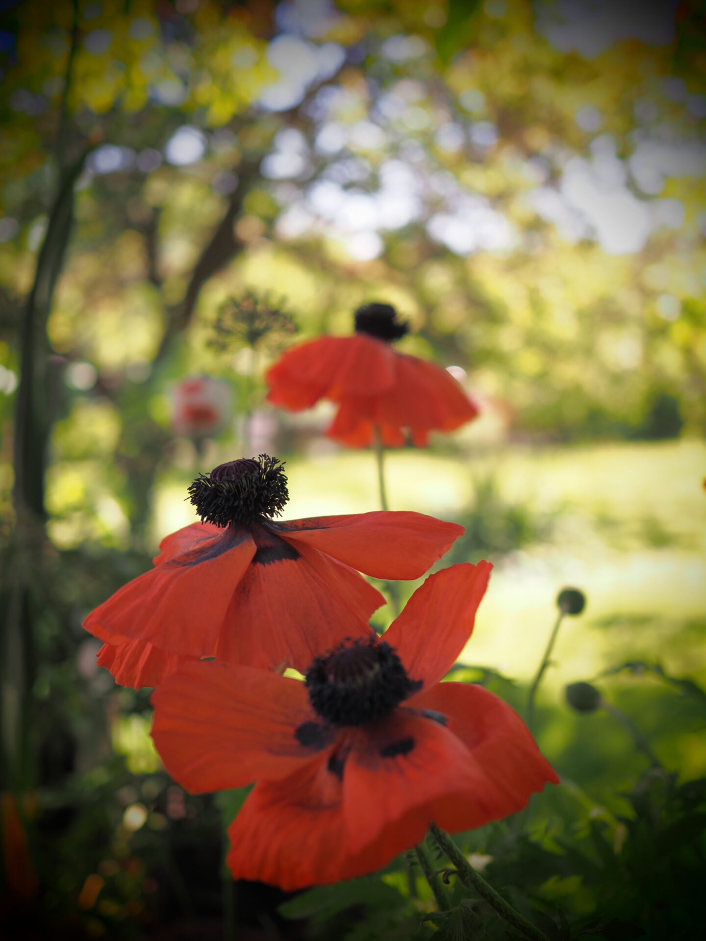 Türkischer Mohn Türkischer Mohn