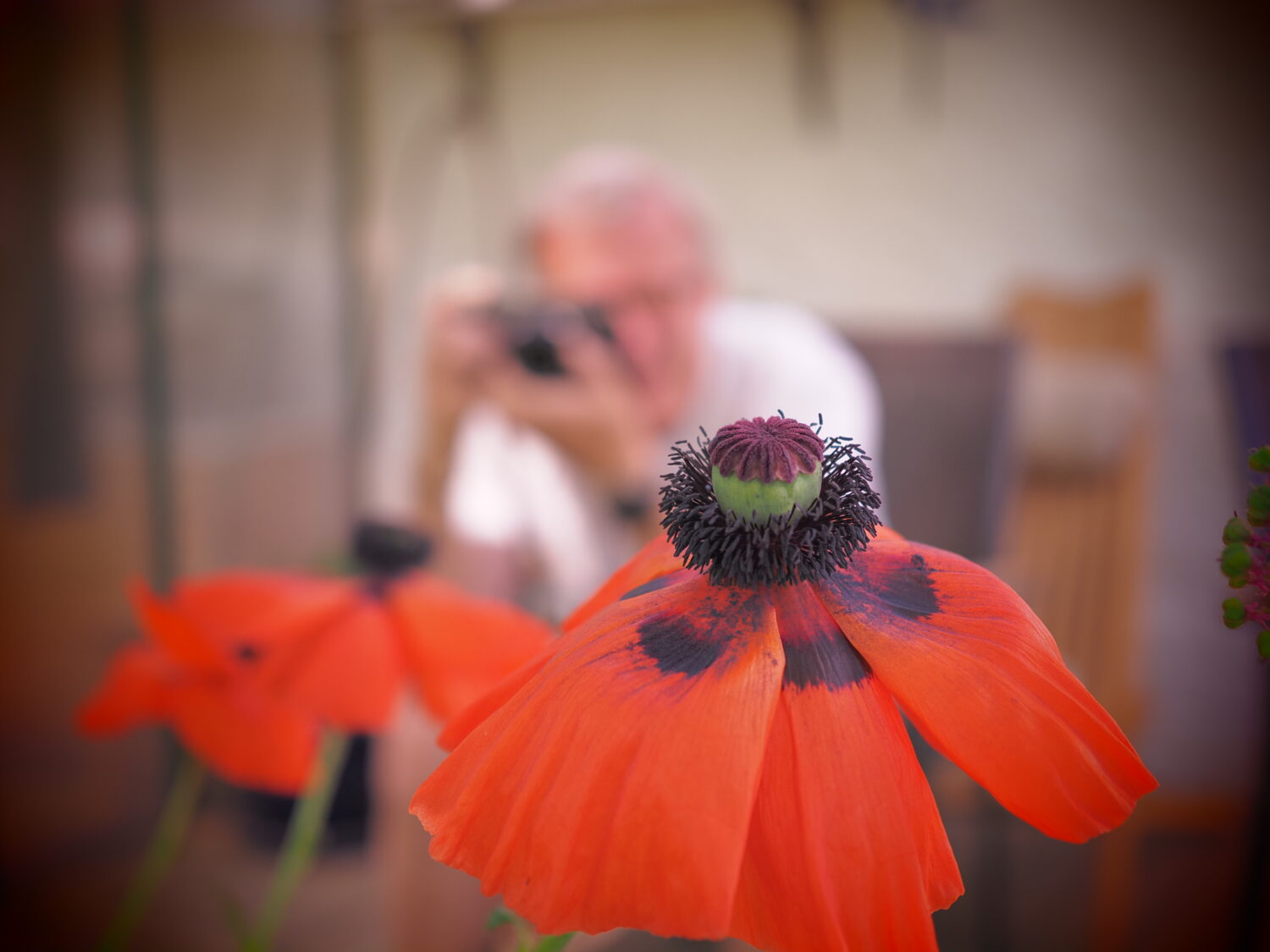 Türkischer Mohn und Friedrich Türkischer Mohn und Friedrich